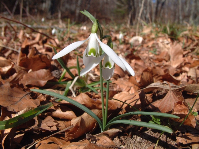 Galanthus nivalis e Leucojum vernum